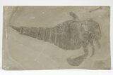 Eurypterus (Sea Scorpion) Fossil - New York #206614-1